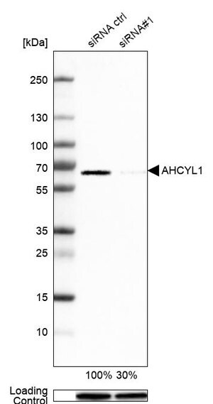 Merck Anti-AHCYL1 antibody produced in rabbit