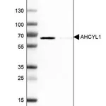 Merck Anti-AHCYL1 antibody produced in rabbit