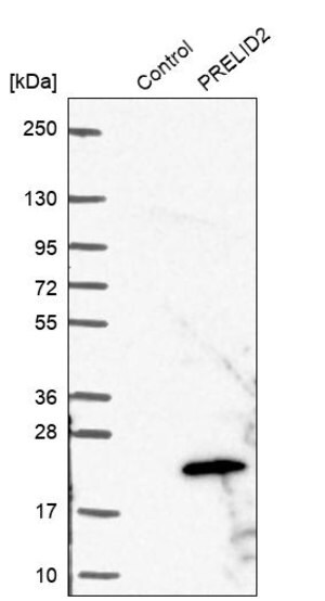 Merck Anti-PRELID2 antibody produced in rabbit