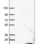 Merck Anti-PRELID2 antibody produced in rabbit