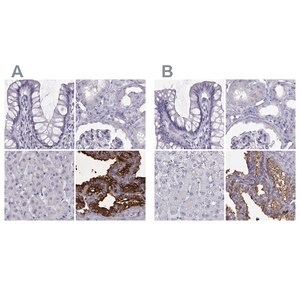Merck Anti-SEMG1 antibody produced in rabbit
