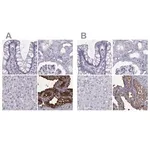 Merck Anti-SEMG1 antibody produced in rabbit