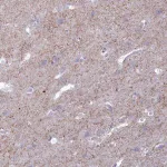 Merck Anti-GAD2 antibody produced in rabbit