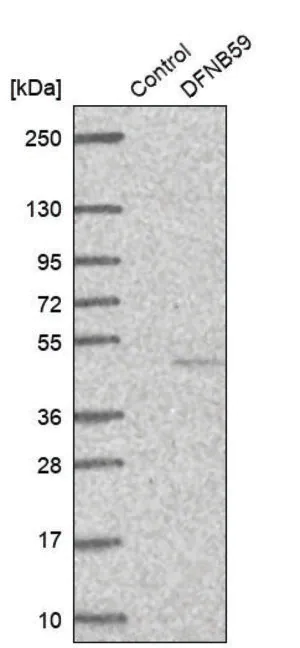 Merck Anti-DFNB59 antibody produced in rabbit