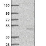 Merck Anti-DFNB59 antibody produced in rabbit