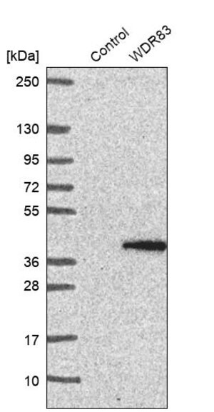 Merck Anti-WDR83 antibody produced in rabbit