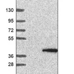 Merck Anti-WDR83 antibody produced in rabbit