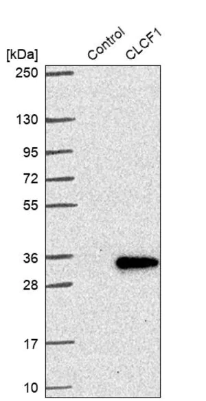 Merck Anti-CLCF1 antibody produced in rabbit