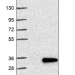 Merck Anti-CLCF1 antibody produced in rabbit