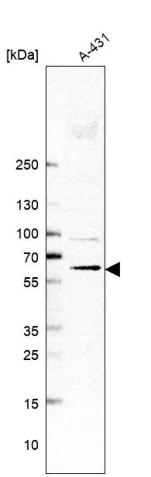 Merck Anti-TMEM259 antibody produced in rabbit