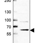 Merck Anti-TMEM259 antibody produced in rabbit
