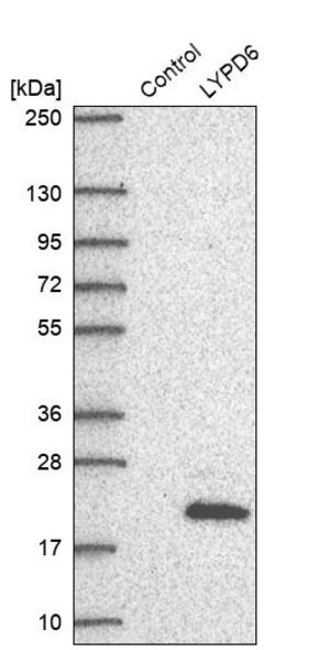 Merck Anti-LYPD6 antibody produced in rabbit