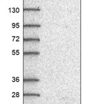 Merck Anti-LYPD6 antibody produced in rabbit