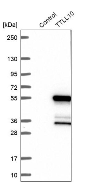 Merck Anti-TTLL10 antibody produced in rabbit