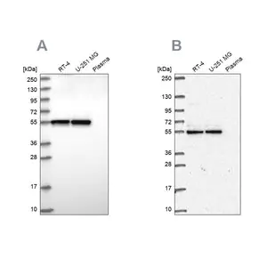 Merck Anti-GRWD1 antibody produced in rabbit