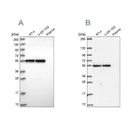 Merck Anti-GRWD1 antibody produced in rabbit