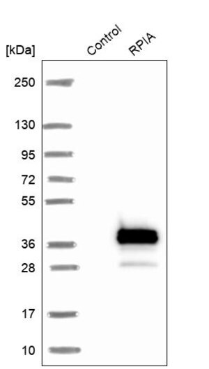 Merck Anti-RPIA antibody produced in rabbit
