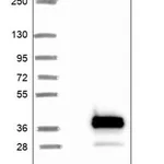 Merck Anti-RPIA antibody produced in rabbit