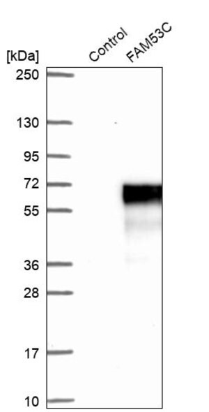 Merck Anti-FAM53C antibody produced in rabbit