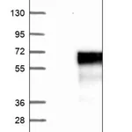 Merck Anti-FAM53C antibody produced in rabbit