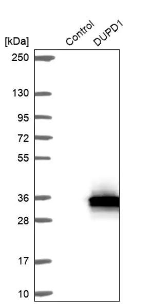 Merck Anti-DUPD1 antibody produced in rabbit