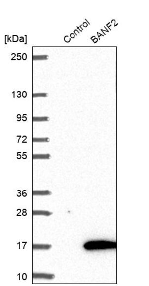 Merck Anti-BANF2 antibody produced in rabbit