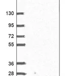 Merck Anti-BANF2 antibody produced in rabbit