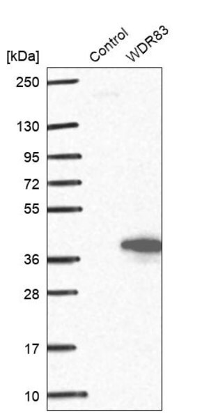 Merck Anti-WDR83 antibody produced in rabbit