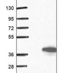 Merck Anti-WDR83 antibody produced in rabbit