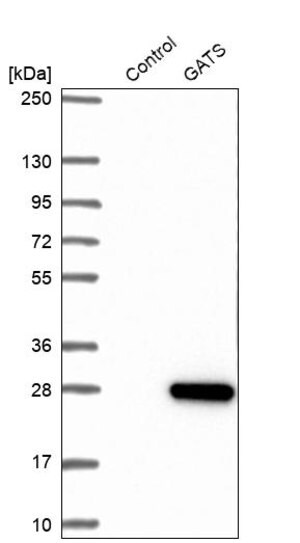 Merck Anti-GATS antibody produced in rabbit
