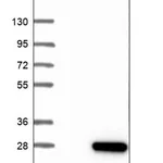 Merck Anti-GATS antibody produced in rabbit