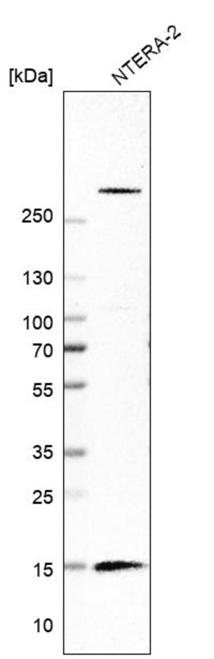 Merck Anti-ISCA1 antibody produced in rabbit