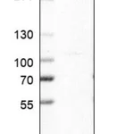 Merck Anti-ISCA1 antibody produced in rabbit