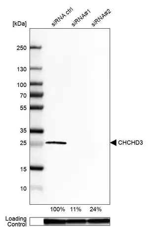 Merck Anti-CHCHD3 antibody produced in rabbit