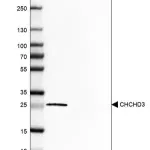Merck Anti-CHCHD3 antibody produced in rabbit