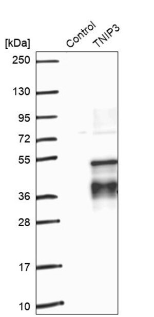 Merck Anti-TNIP3 antibody produced in rabbit