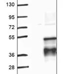 Merck Anti-TNIP3 antibody produced in rabbit