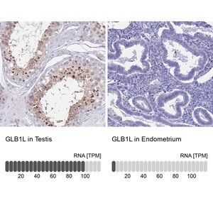 Merck Anti-GLB1L antibody produced in rabbit