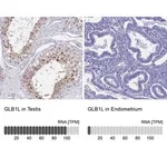 Merck Anti-GLB1L antibody produced in rabbit