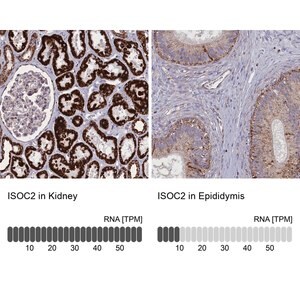 Merck Anti-ISOC2 antibody produced in rabbit