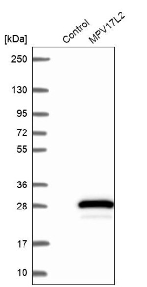 Merck Anti-MPV17L2 antibody produced in rabbit