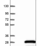 Merck Anti-MPV17L2 antibody produced in rabbit