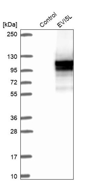 Merck Anti-EVI5L antibody produced in rabbit