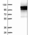 Merck Anti-EVI5L antibody produced in rabbit