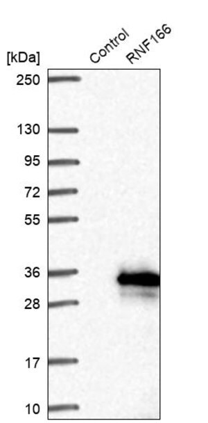 Merck Anti-RNF166 antibody produced in rabbit