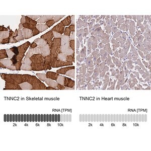Merck Anti-TNNC2 antibody produced in rabbit