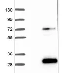 Merck Anti-DEFB125 antibody produced in rabbit