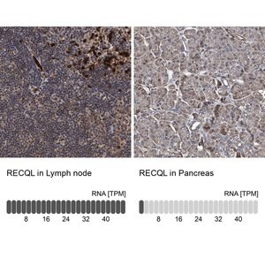 Merck Anti-RECQL antibody produced in rabbit