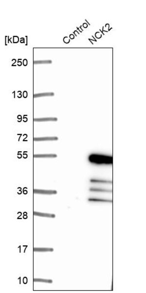 Merck Anti-NCK2 antibody produced in rabbit