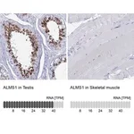Merck Anti-ALMS1 antibody produced in rabbit